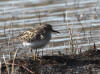 29May: Least Sandpiper, Novostashna Ponds, St. Paul Island, AK