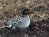 29May: Green-winged Teal (hybrid), Webster Lake, St. Paul Island, AK