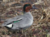 29May: Green-winged Teal (hybrid), Webster Lake, St. Paul Island, AK