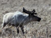29May: Reindeer, Little Zapodni Rockery, St. Paul Island, AK