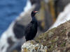 29May: Red-faced Cormorant, sea cliffs, Southwest Point, St. Paul Island, AK