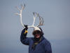 29May: Reindeer antlers, Southwest Point, St. Paul Island, AK