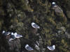 29May: Red-legged Kittiwake, Southwest Point, St. Paul Island, AK