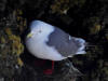 29May: Red-legged Kittiwake, sea cliffs, Southwest Point, St. Paul Island, AK