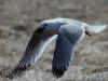 29May: Red-legged Kittiwake, Southwest Point, St. Paul Island, AK