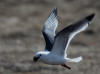 29May: Red-legged Kittiwake, Southwest Point, St. Paul Island, AK
