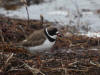 29May: Semipalmated Plover, Little Zapodni, AK