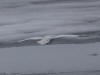 30May: Glaucous Gull over ice and snow, St. Paul Island, AK