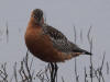 30May: Bar-tailed Godwit, Novostashna Ponds, St. Paul Island, AK