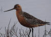 30May: Bar-tailed Godwit, Novostashna Ponds, St. Paul Island, AK