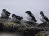 30May: Least Auklet, Northeast Point, St. Paul Island, AK