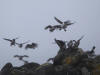 30May: Least Auklet, Northeast Point, St. Paul Island, AK