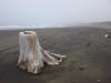 30May: Beach near Webster Pond, St. Paul Island, AK