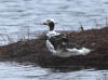 30May: Long-tailed Duck, Northeast Point, St. Paul Island, AK