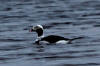 30May: Long-tailed Duck, Northeast Point, St. Paul Island, AK