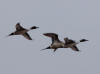 30May: Northern Pintail, Little Zapadni Rockery, St. Paul Island, AK