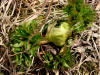 30May: Wild Celery, Little Zapadni Rockery, St. Paul Island, AK