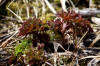 30May: Wild Celery, Little Zapadni Rockery, St. Paul Island, AK