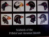 30May: Seabirds of The Pribilofs, AK