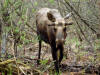 24May: Moose, Tony Knowles Coastal Trail, Anchorage, AK