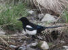 25May: Black-billed Magpie, Westchester Lagoon, Anchorage, AK