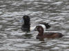 25May: Greater Scaup, Westchester Lagoon, Anchorage, AK