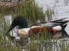 25May: Northern Shoveler, Westchester Lagoon, Anchorage, AK