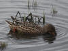 25May:  QUIZ: Mallard or Northern Shoveler???