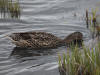 25May:  QUIZ: Mallard or Northern Shoveler???
