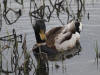 25May: Mallard, Westchester Lagoon, Anchorage, AK
