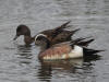 25May: American Wigeon, Westchester Lagoon, Anchorage, AK