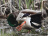 25May: Mallard, Westchester Lagoon, Anchorage, AK
