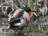 25May: Mallard, Westchester Lagoon, Anchorage, AK