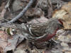 25May: Common Redpoll, Tony Knowles Coastal Trail, Anchorage, AK