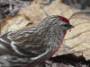25May: Common Redpoll, Tony Knowles Coastal Trail, Anchorage, AK