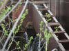 26May: American Dipper nest, Fish Hatchery, Anchorage, AK