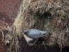 26May: American Dipper at nest, Anchorage, AK
