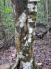 LF. Littoral Forest - Strangler Fig wrapped around Ziricote (Cordia dodecandra)
