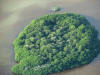 LF2. Northern Coastal Littoral Forest
Heronry island, Shipstern Lagoon