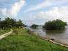 LF1. Cays Littoral Forest
Caye Caulker