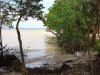 LF2. Northern Coastal Littoral Forest
Corozal Bay, Cerros Maya Site