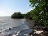 LF3. Central Coastal Littoral Forest.
Nova Ladyville