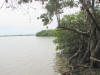 LF3. Central Coastal Littoral Forest
Freshwater Lagoon, Croc O'dile Isle