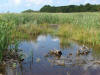 LF3. Central Coastal Littoral Forest
Gra Gra Lagoon NP
