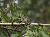 28Jun: Hammond's Flycatcher, Lower Chatanika River, Elliott Hwy, AK