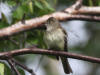 28Jun: Hammond's Flycatcher, Lower Chatanika River, Elliott Hwy, AK