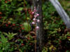 28Jun: Pink Pyrola or Wintergreen, Elliott Highway, AK