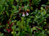 28Jun: Twin Flower, Elliott Highway, AK