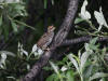 29Jun: Ruffed Grouse (juvenile), Elliott Highway, AK