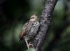 29Jun: Ruffed Grouse (juvenile), Elliott Highway, AK